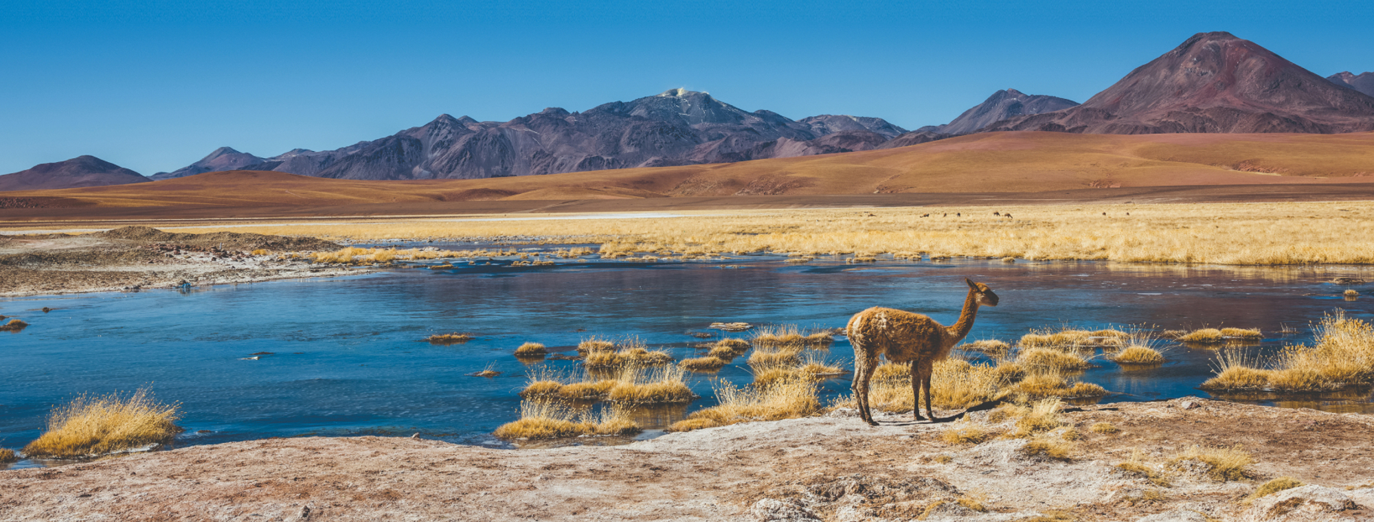 Chile Llama Standing By Stream