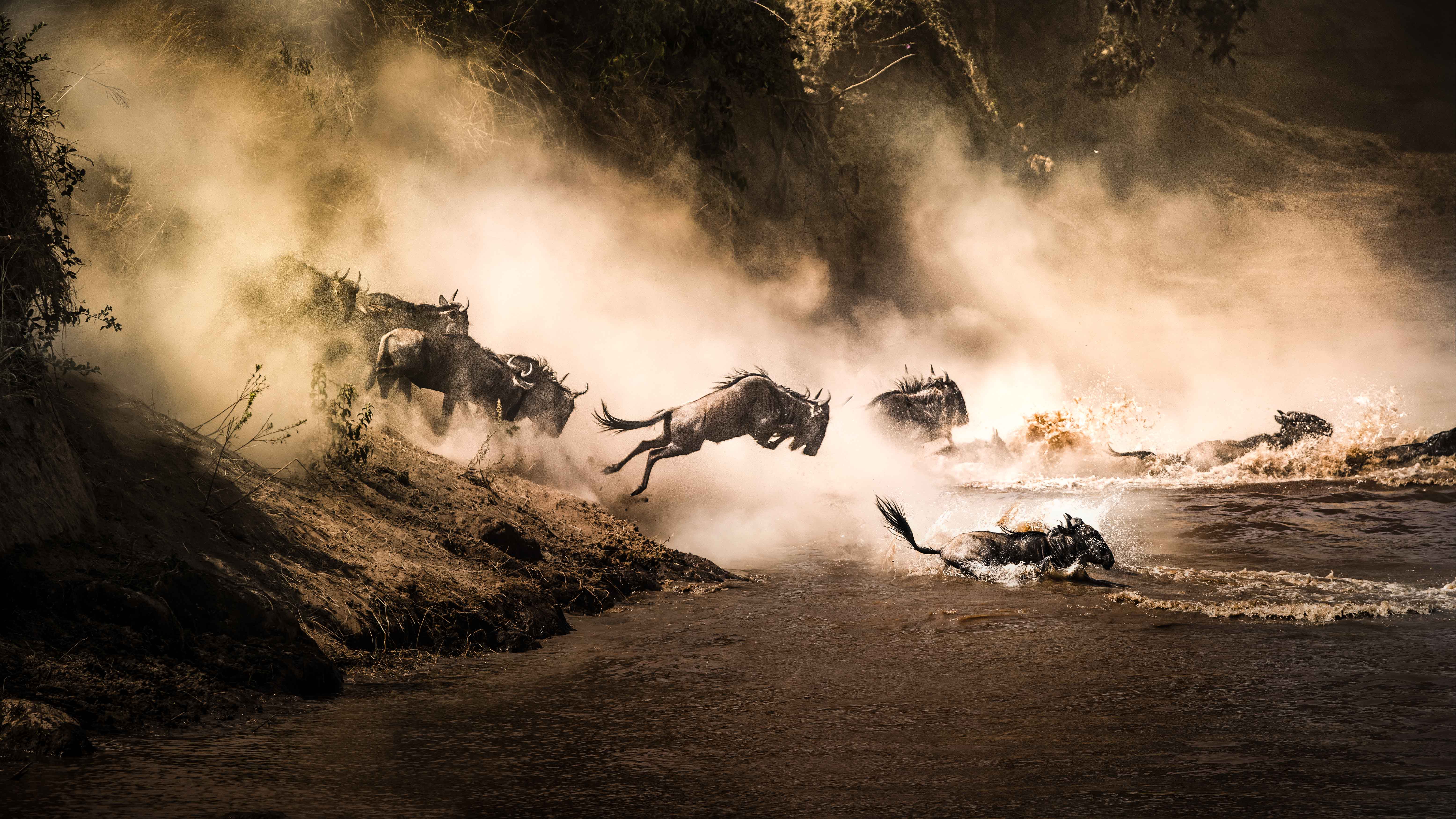 Botswana Wildebeest Great Migration River Leaping