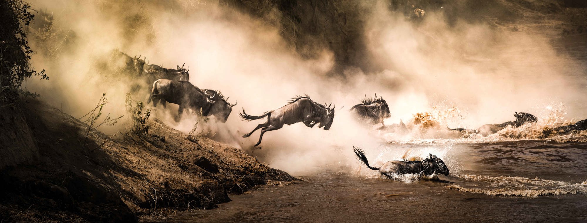 Botswana Wildebeest Great Migration River Leaping