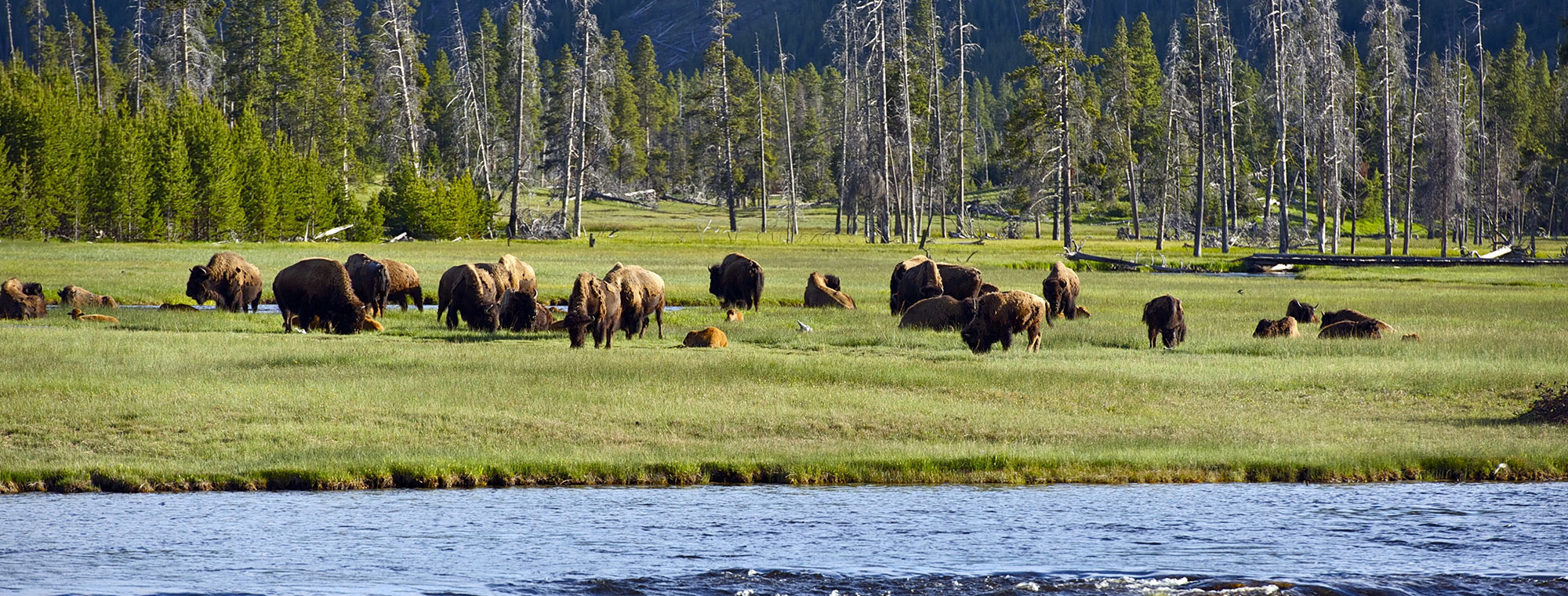 Usa Yellowstone National Park Wyoming United States National Parks Wonders