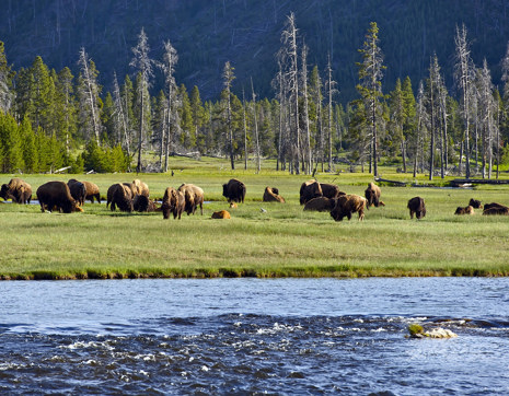 Usa Yellowstone National Park Wyoming United States National Parks Wonders