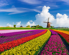 Netherlands Keukenhof Tulips Windmill Fields Colorful Flowers
