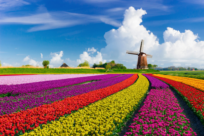 Dutch Tulips