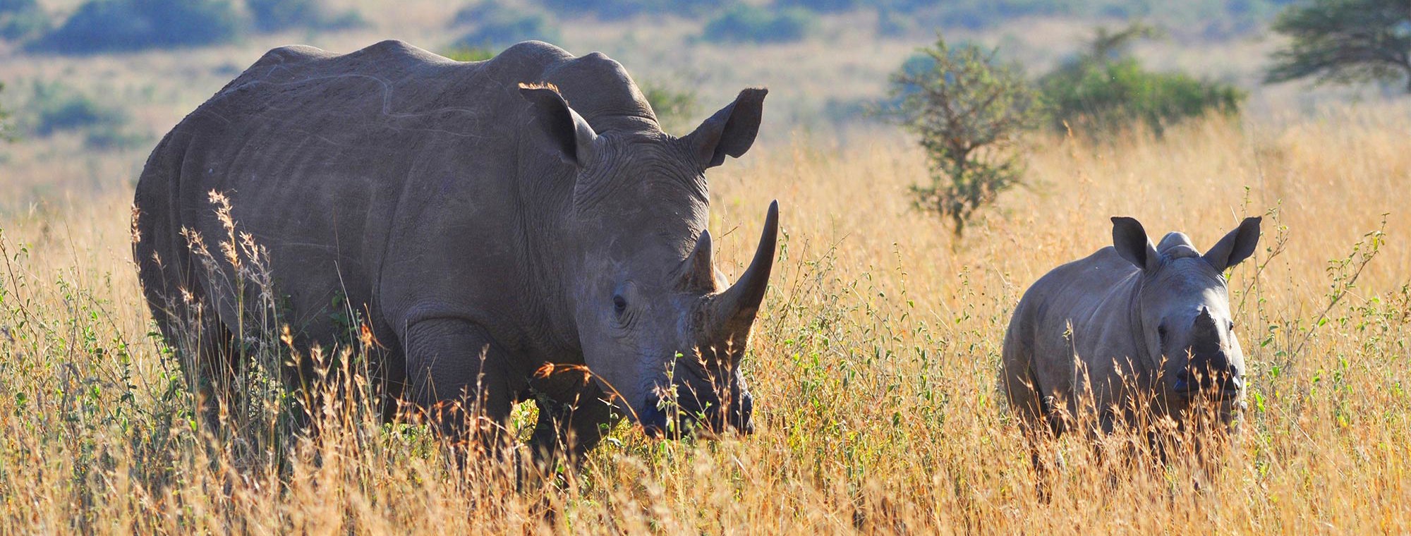 Africa Kenya Rhinos