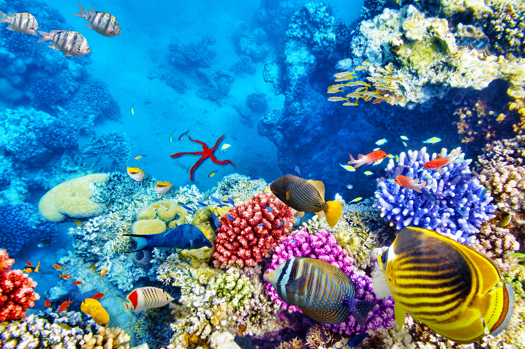 Australia Barrier Reef Coral