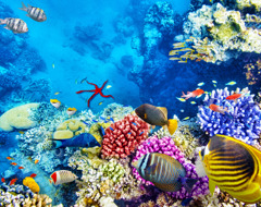 Australia Barrier Reef Coral
