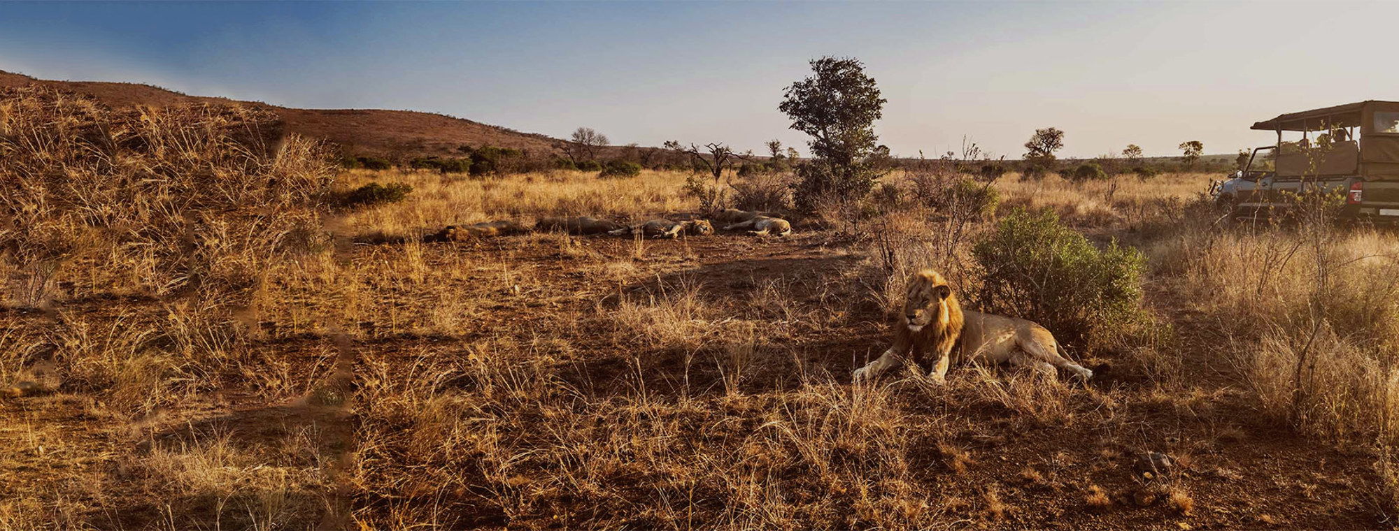 Africa South Africa Lions Sleeping In The Sun Safari Tinted