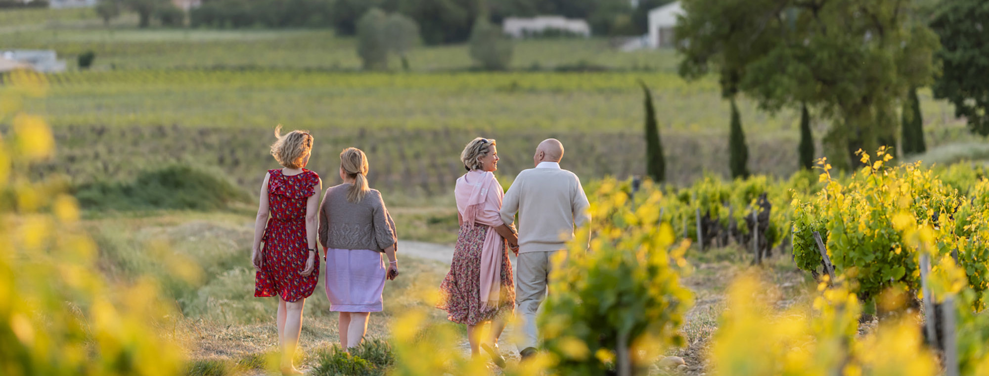 France South France Chateauneurf Du Pape Vineyard Iv