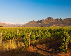 South Africa Winelands Mountain Vineyard Vines Grapes Cape Fold