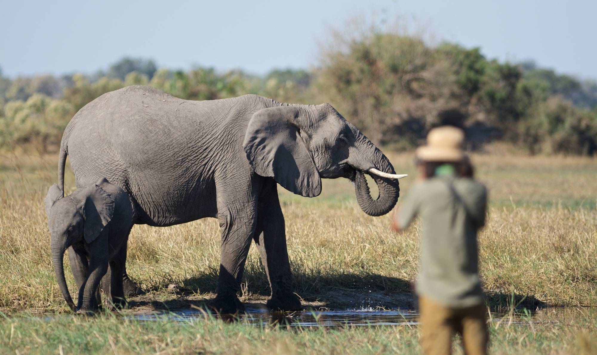 Africa Safari Elephants Photographer Travel Photos Expert Travel Advice