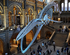 Expert Ea Sightseeing Best Free Museums In London