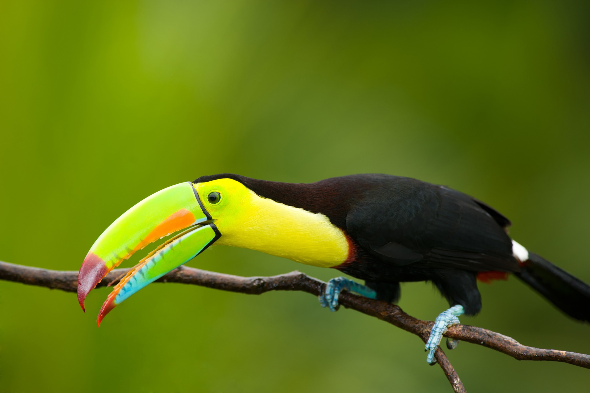 Central America Keel Billed Toucan