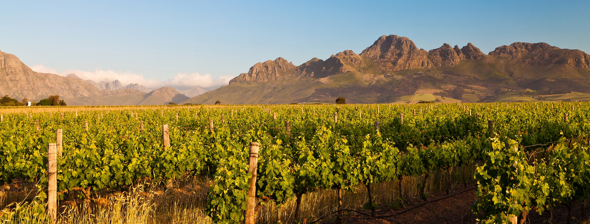 South Africa Winelands Mountain Vineyard Vines Grapes Cape Fold