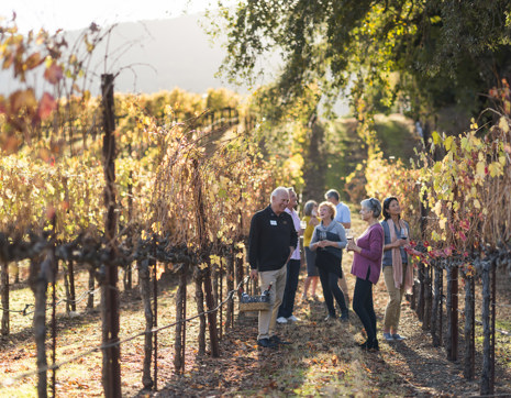 Usa California Vineyard Wine Tour Through Vineyards