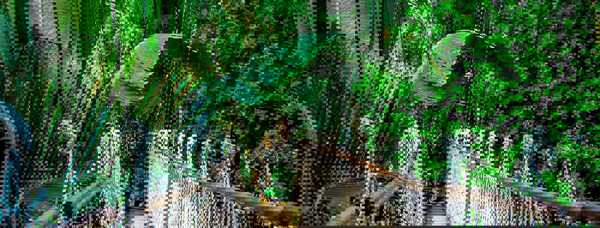 Suspension Bridge 959853 1920