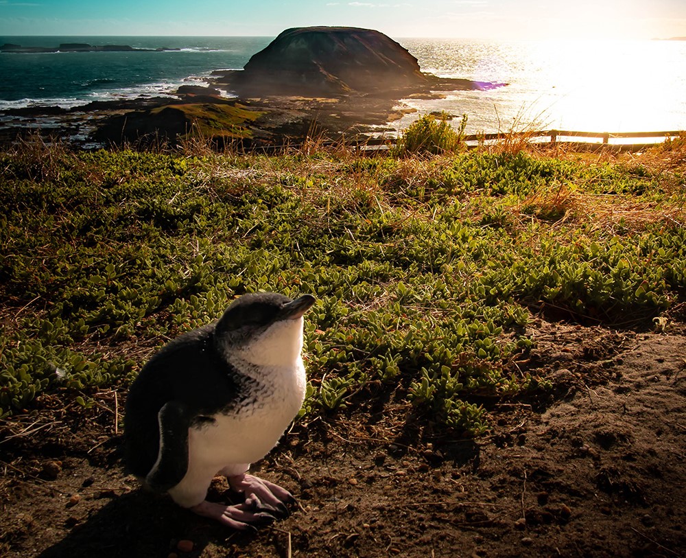See The Famous Penguin Parade On Phillip Island In Australia Expert Travel Advice Best Places To Go