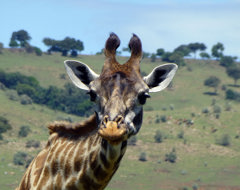 South Africa Giraffe