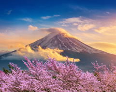 Japan Fugi Moutain And Cherry Blossoms In Spring