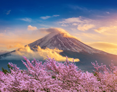 Japan Fugi Moutain And Cherry Blossoms In Spring