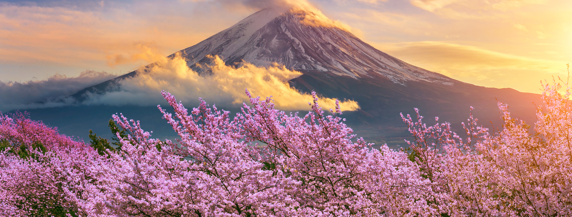 Japan Fugi Moutain And Cherry Blossoms In Spring