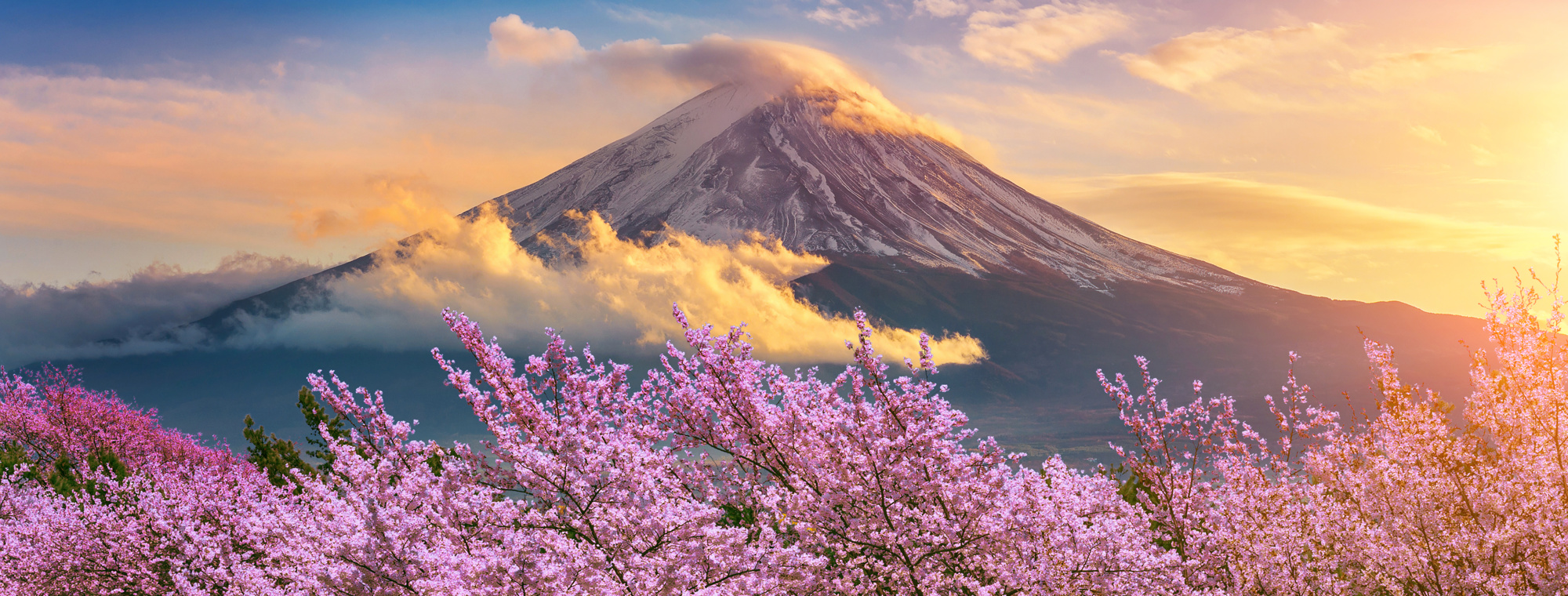 Japan Fugi Moutain And Cherry Blossoms In Spring