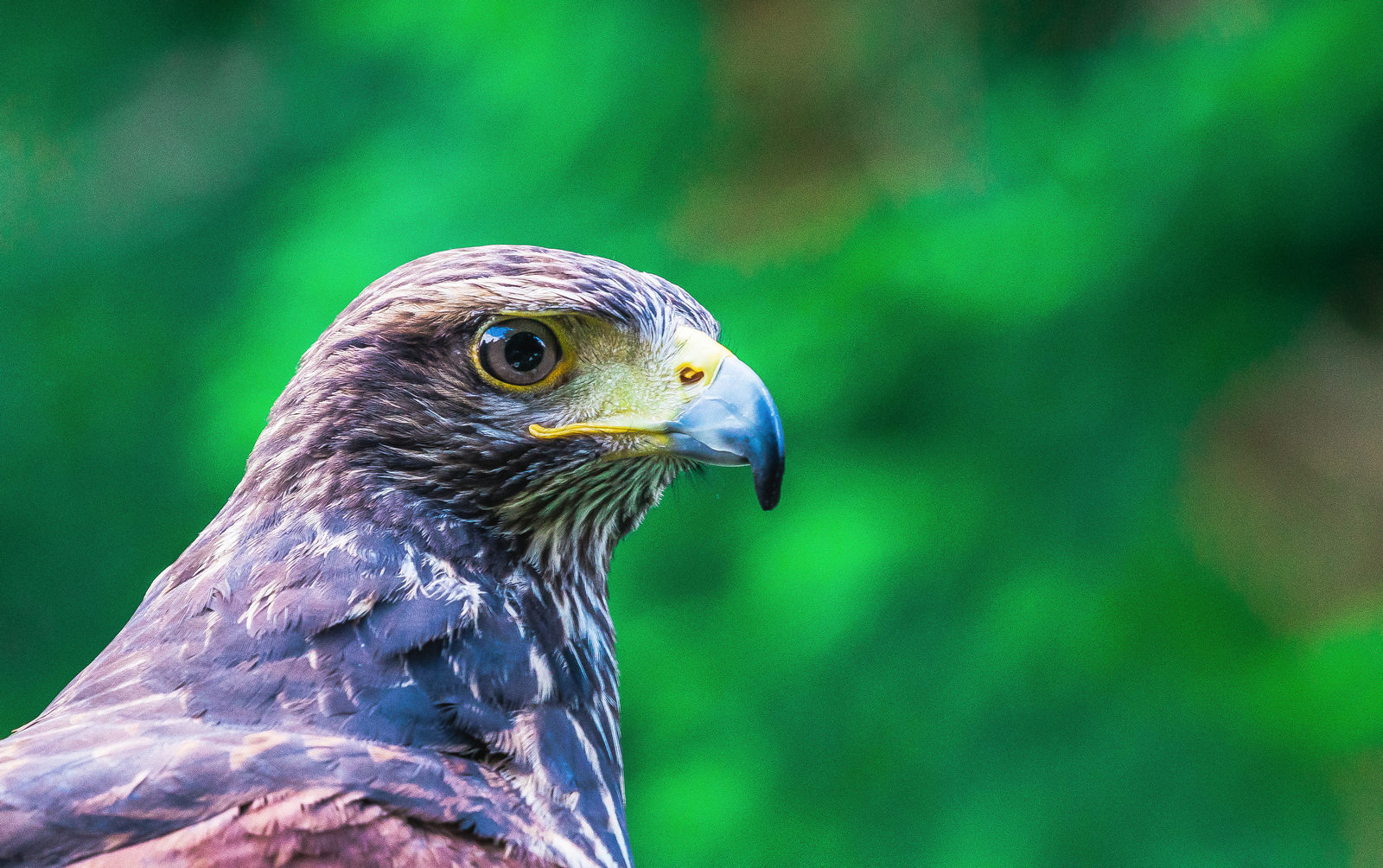 Ireland Ashford Falconry School Falcon Head Expert