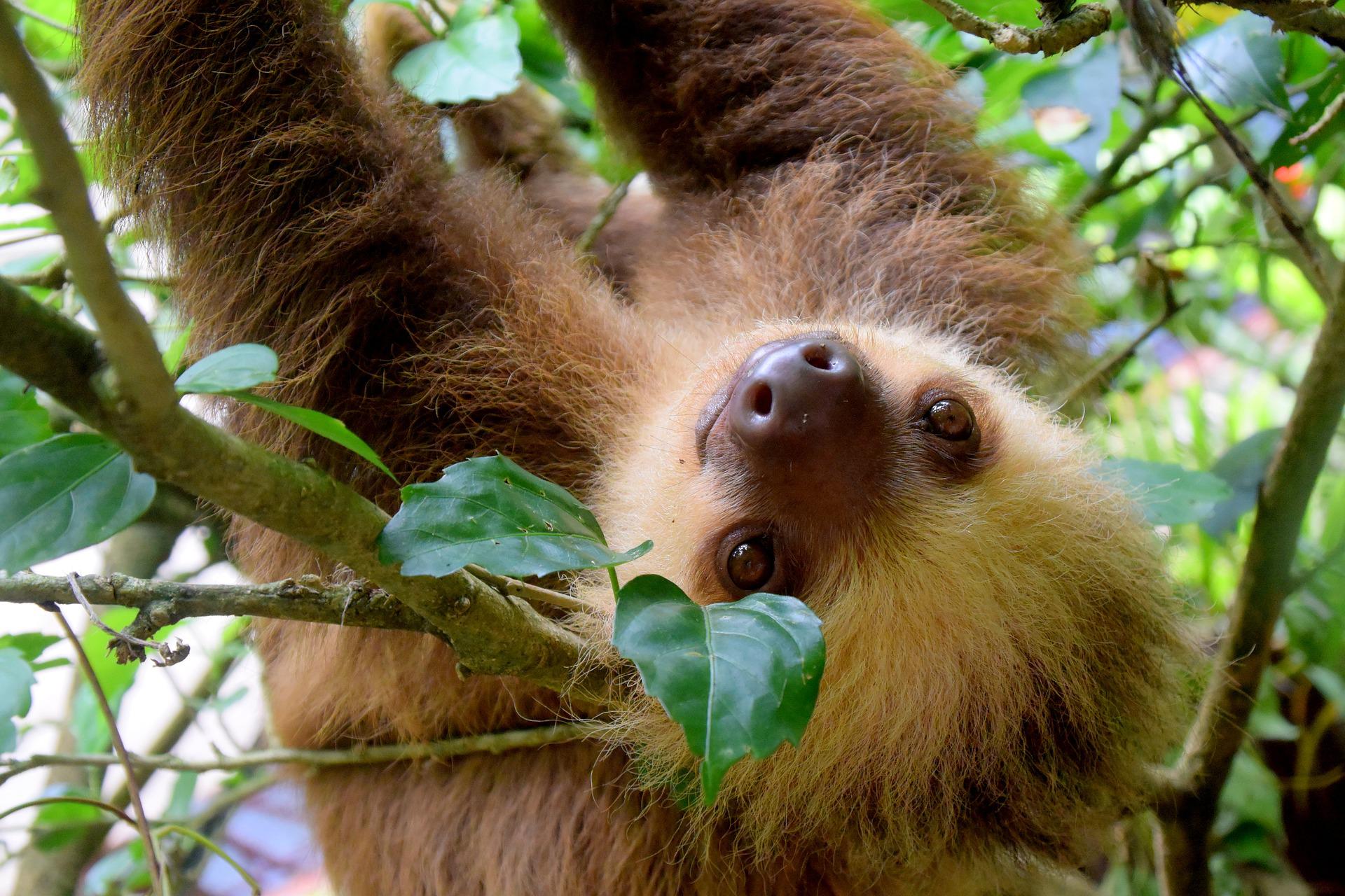 Costa Rica Sloth 1879999 1920