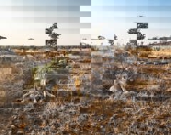 Africa South Africa Lions Sleeping In The Sun Safari