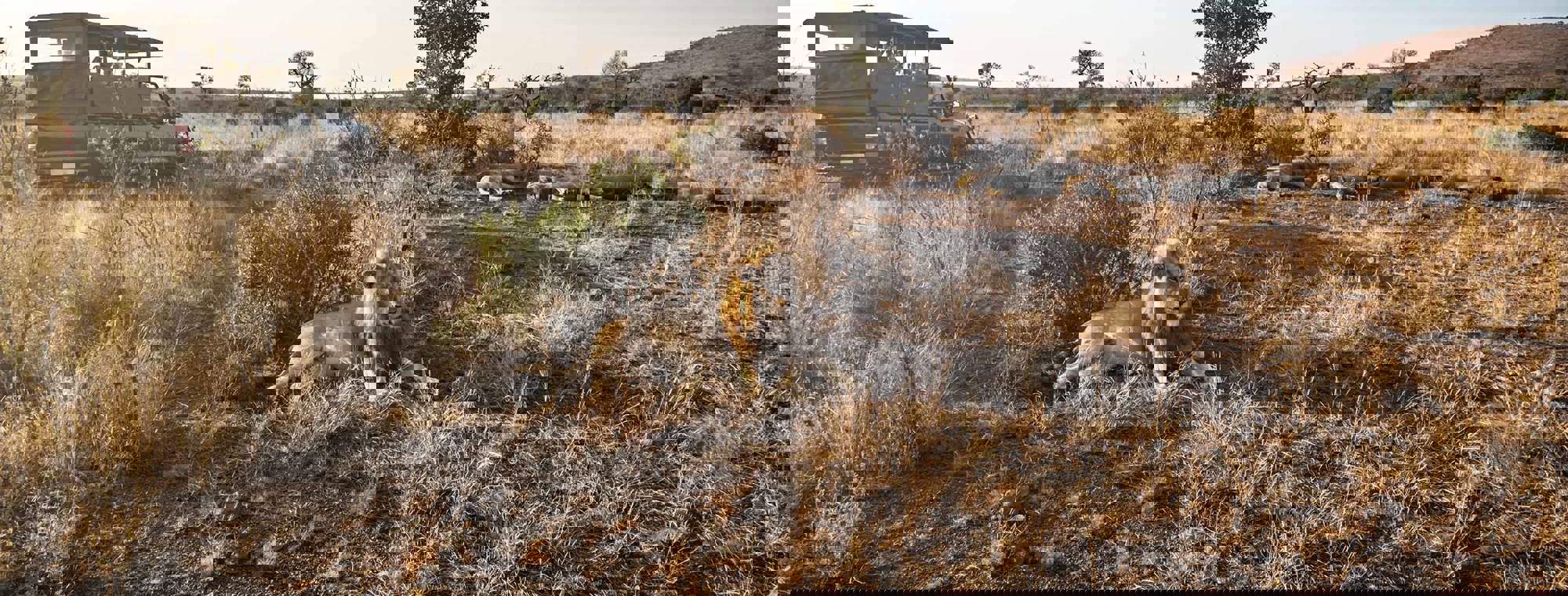 Africa South Africa Lions Sleeping In The Sun Safari