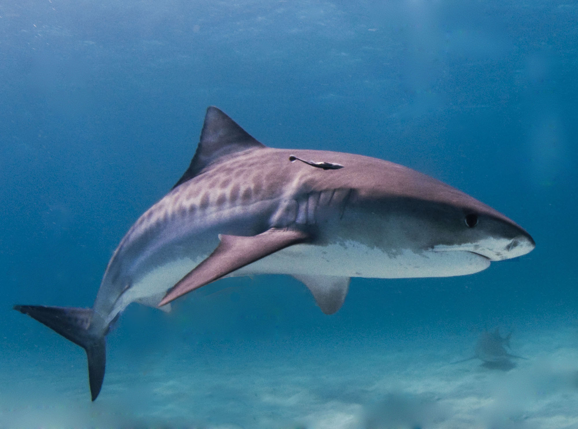Wildaid Tiger Shark Treadright