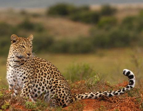 South Africa Shamwari Leopard