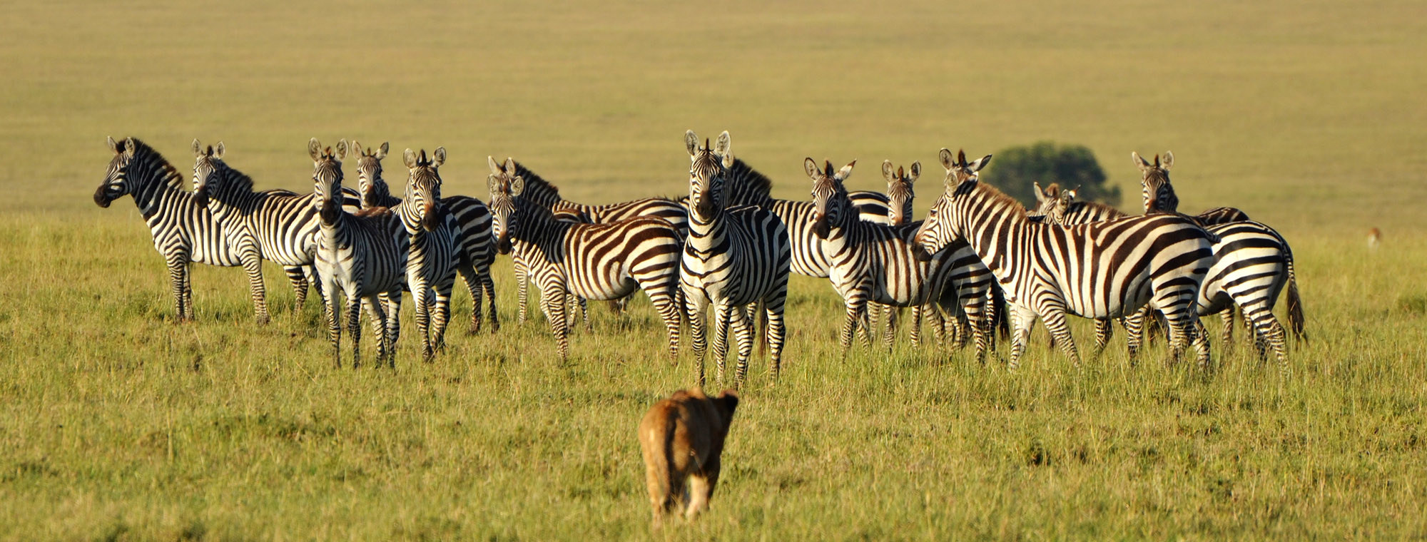 Africa Kenya Maasai Mara Zebora Lion And Pack Of Zebras (1)