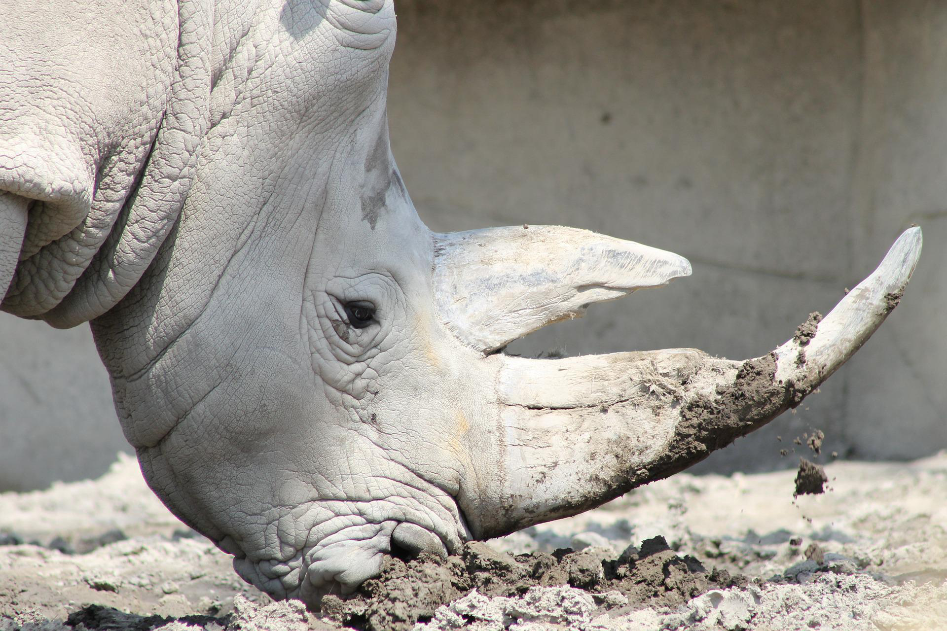 Africa Kenya White Rhino Extinct Wildlife Experience Ol Pejeta Conservatory Expert