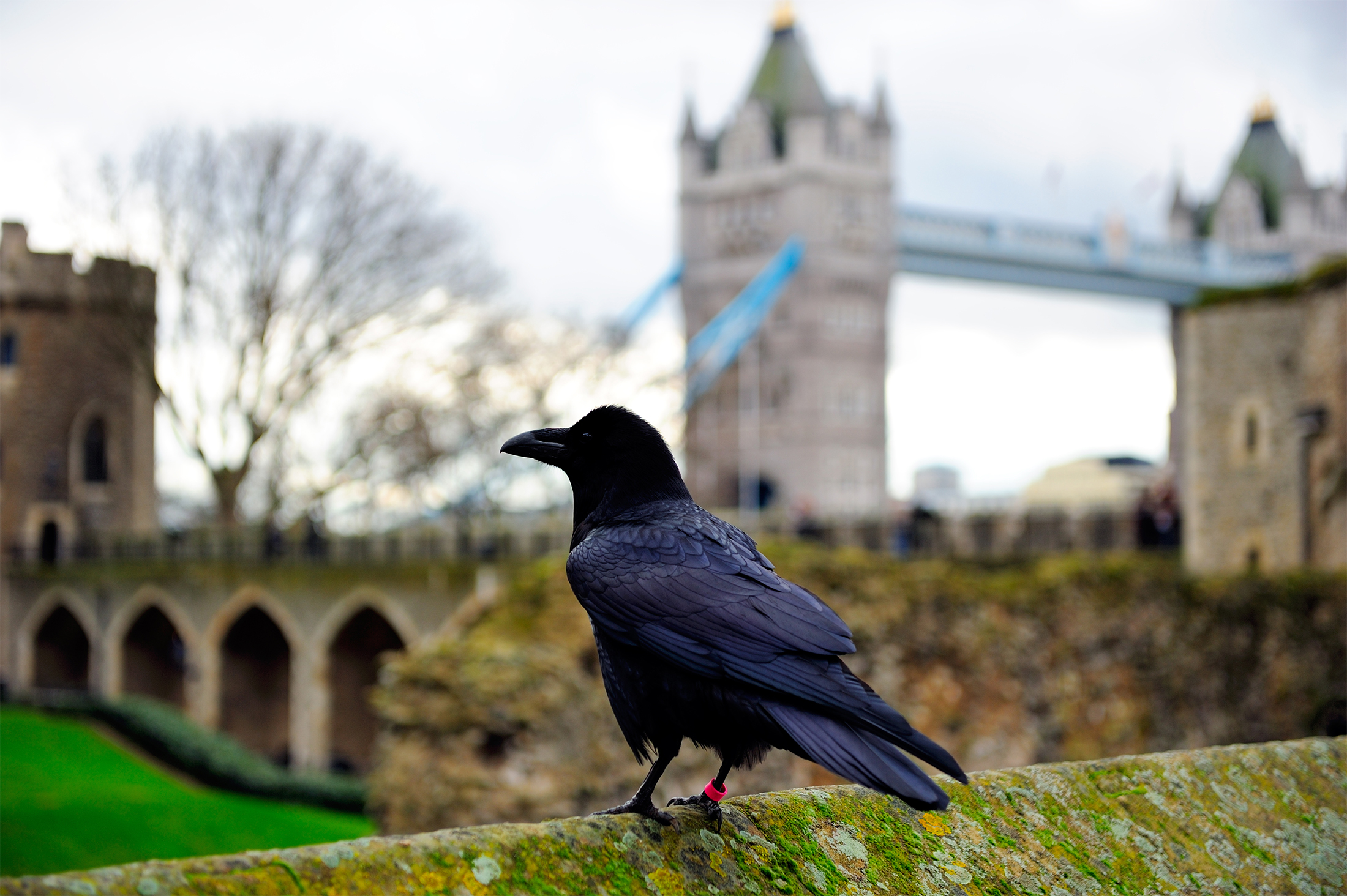 Expert Travel Advice On Sightseeing Raven Tower Of London Uk Great Britain England Bird Bridge Wall