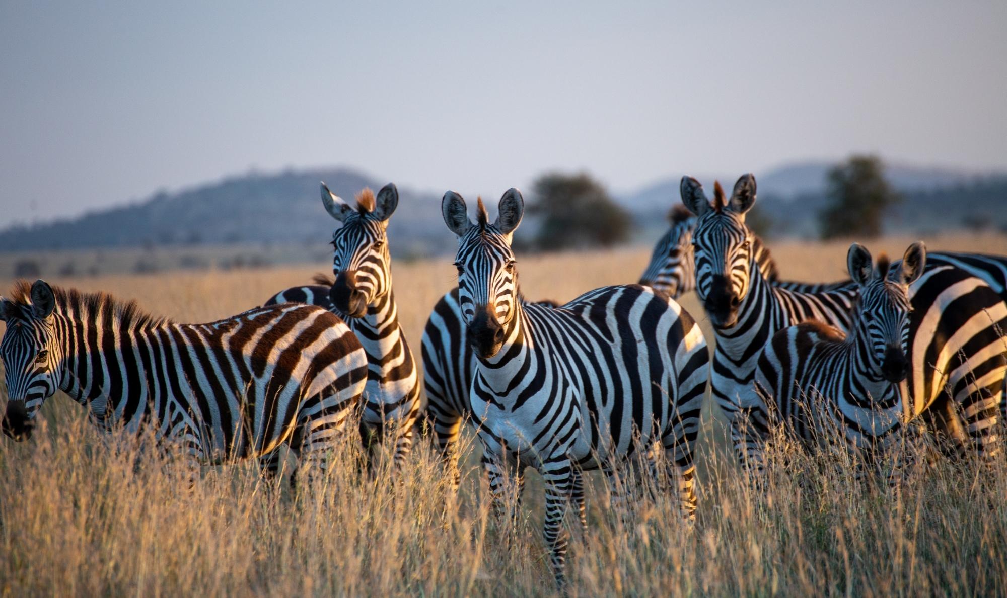 Africa Safari Zebras Travel Photos Expert Travel Advice