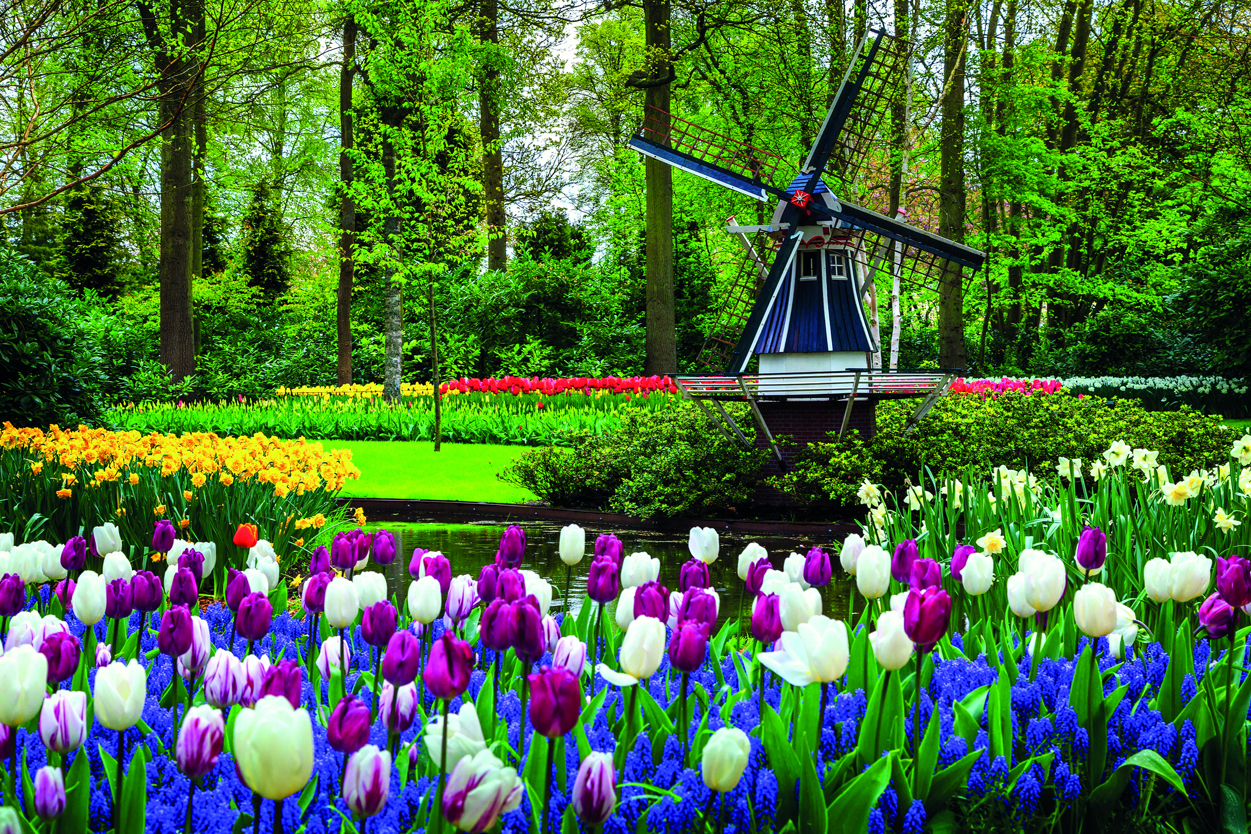 Netherlands Keukenhof Tulips Windmill Gardens Creek
