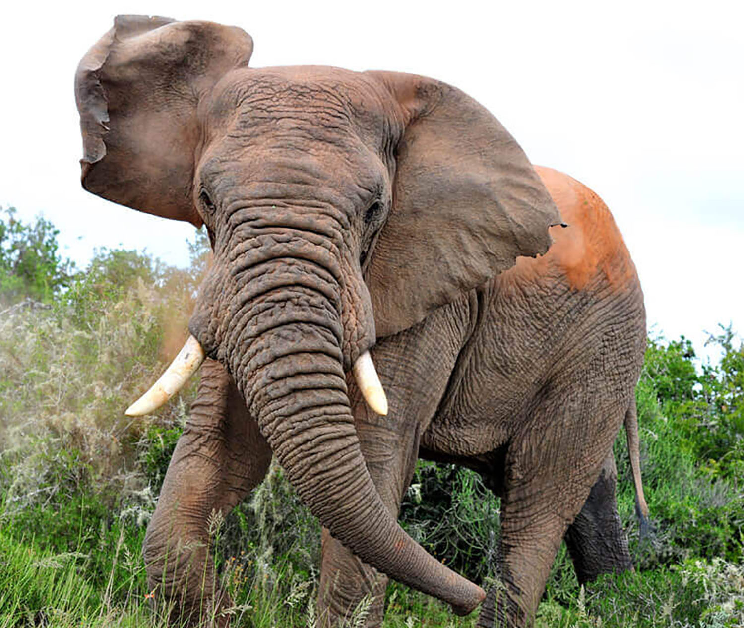 South Africa Shamwari Elephant