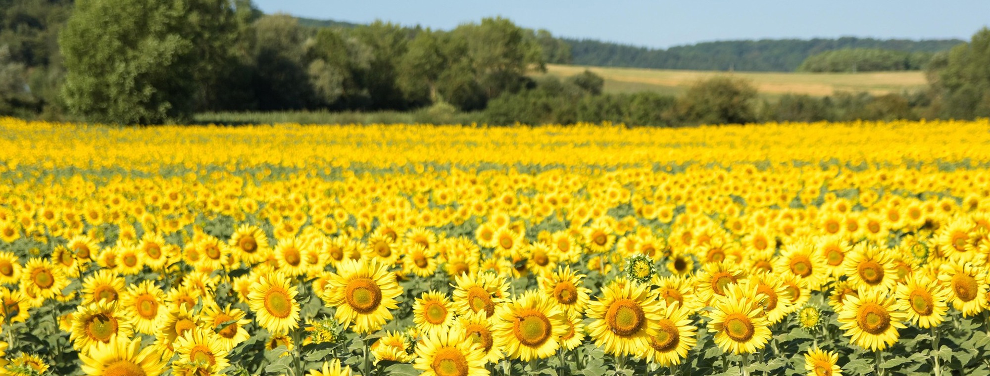 Sunflower Field Flowers France Provence