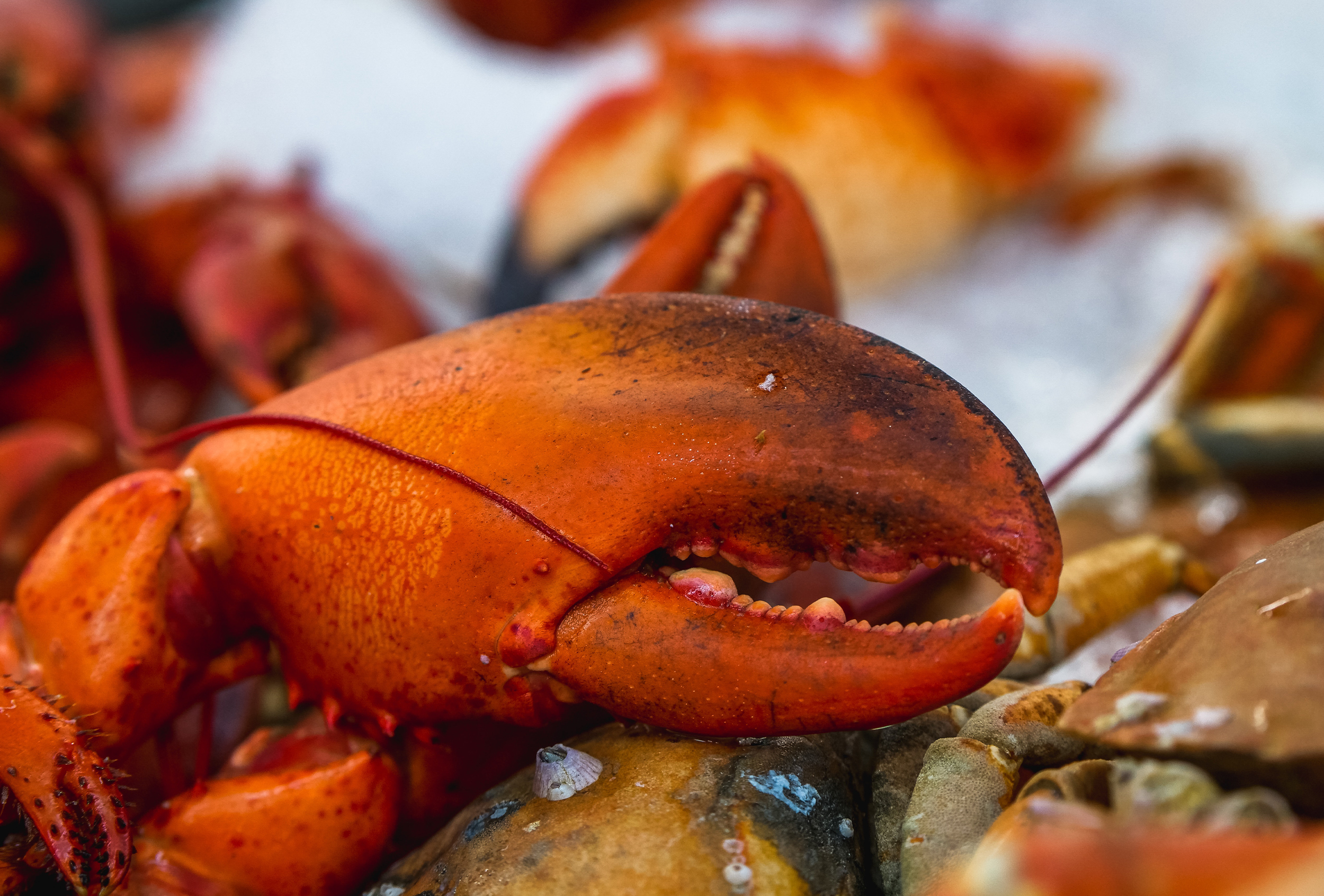 Expert Food Thanksgiving Lobster