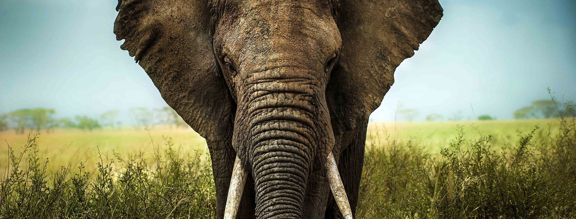 Treadright Elephant