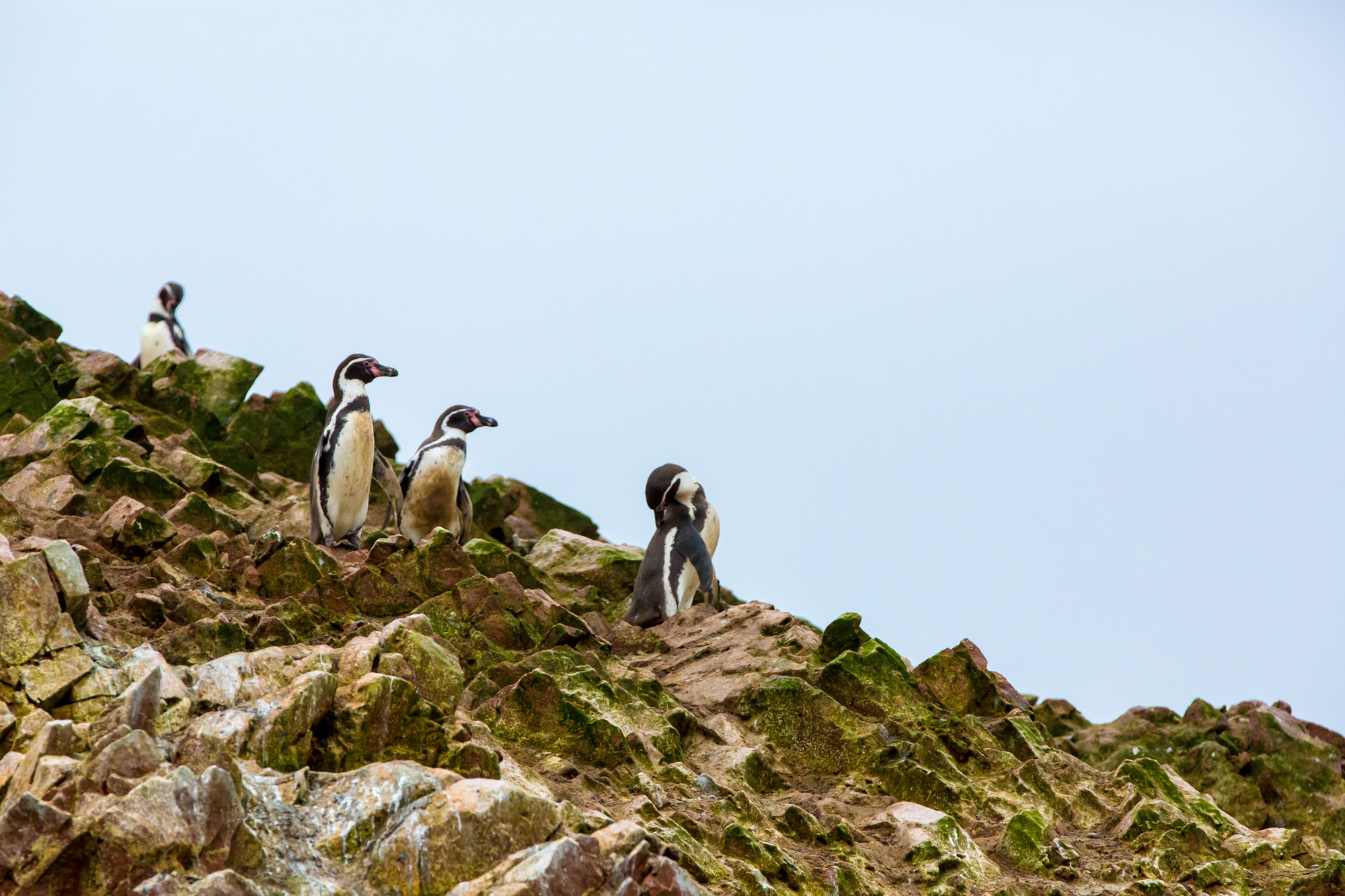 Galapagos Ballestas Island Penguins Seabirds