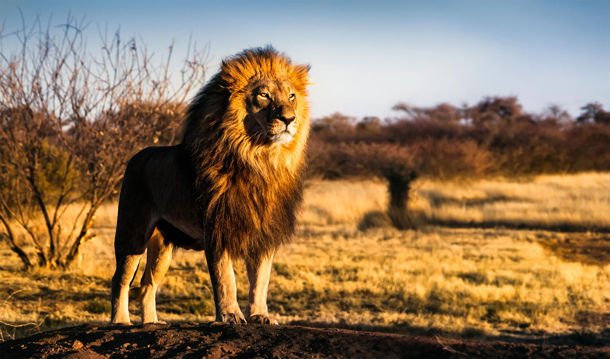 Lion Staring Into Sunset