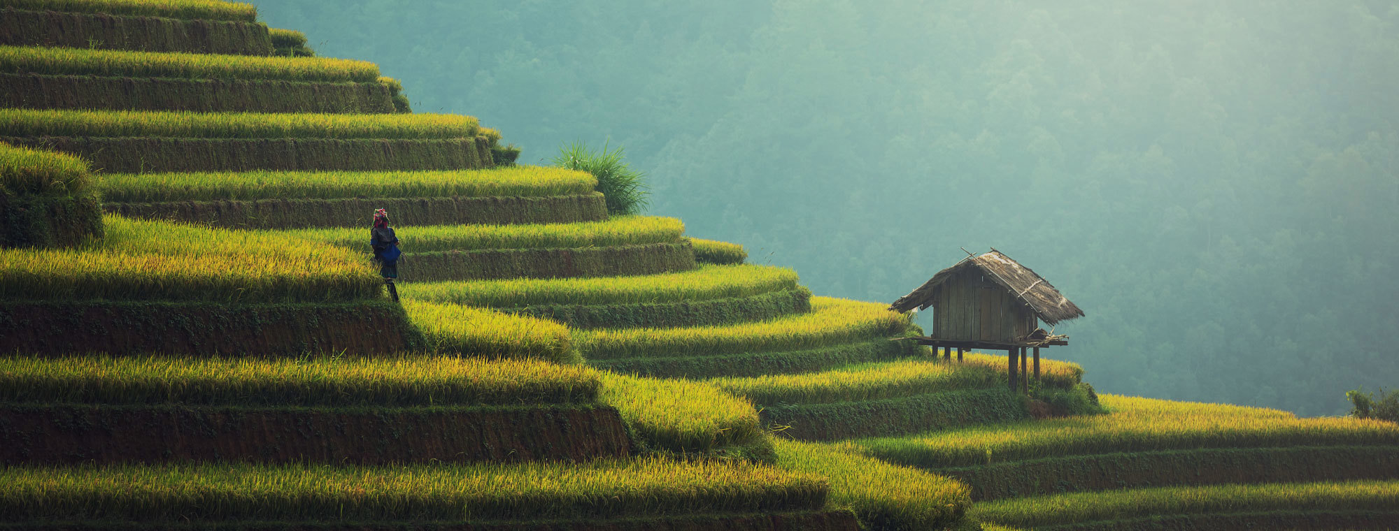 Cambodia Tours Ledged Fields