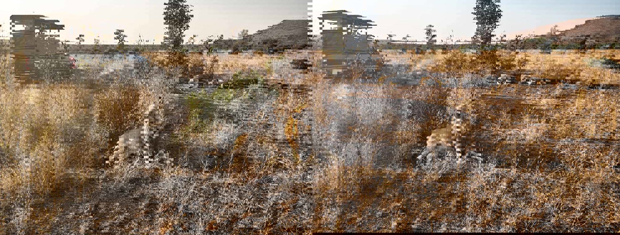 Africa South Africa Lions Sleeping In The Sun Safari