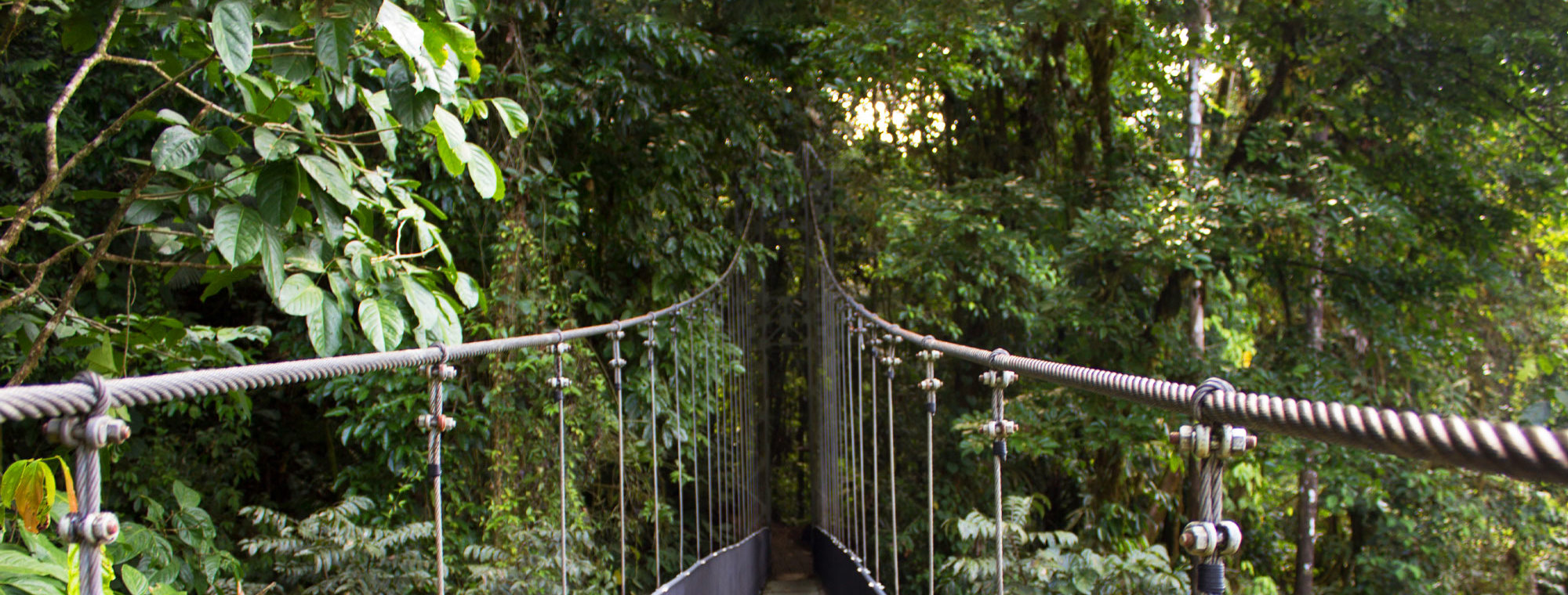 Costa Rica Tours Monteverde Cloud Forest